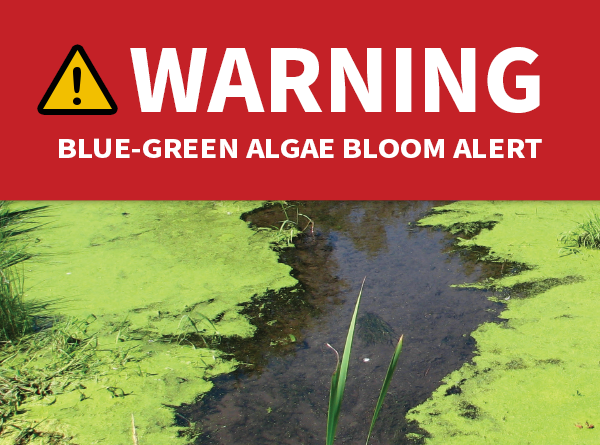 blue green algae bloom